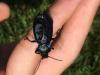 Carabus sp.